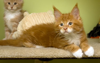 El Rudi Armentarius*PL