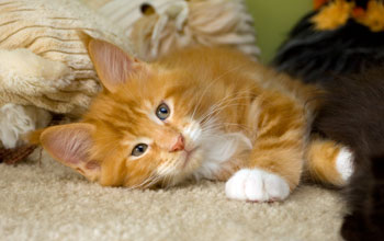 El Rudi Armentarius*PL