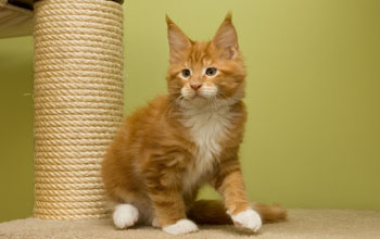 El Rudi Armentarius*PL