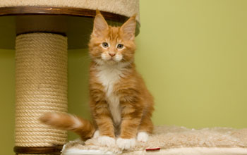 El Rudi Armentarius*PL