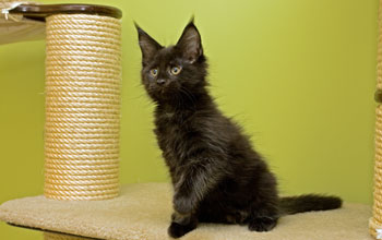 Esmee Armentarius*PL