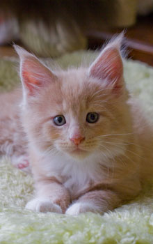 Effendi Armentarius*PL