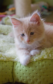 Effendi Armentarius*PL