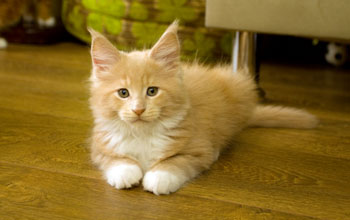 Effendi Armentarius*PL