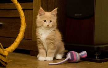 Effendi Armentarius*PL