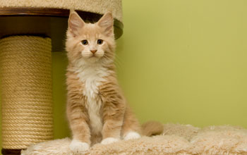 Effendi Armentarius*PL